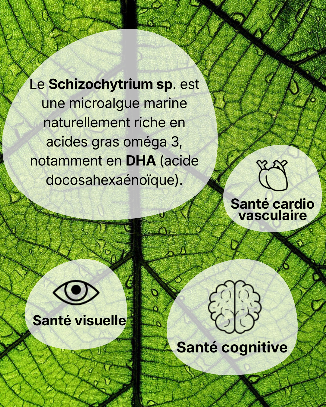 Oméga 3 DHA Vegan – Microalgues & Huile de Chia – 250 mg DHA