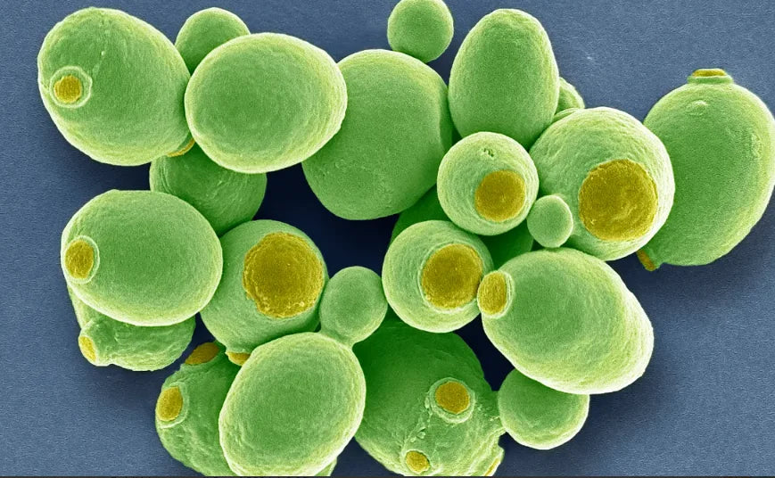 Une microphotographie colorisée par MEB (microscope électronique à balayage) montrant un groupe de cellules de levure vertes de forme ovale.