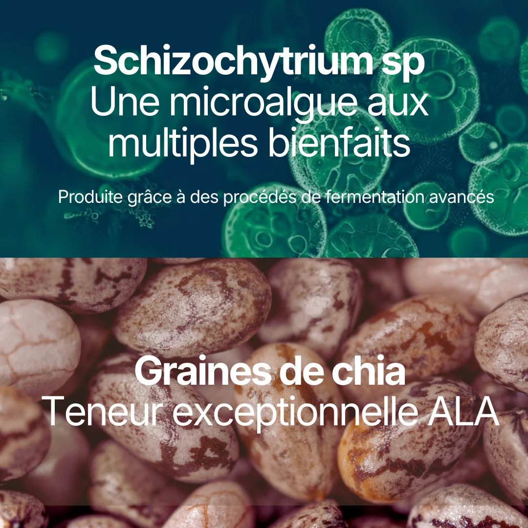 Zoom sur les ingrédients de L'Omega : la microalgue Schizochytrium sp produite par fermentation et les graines de chia à teneur exceptionnelle en ALA.